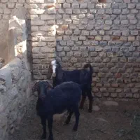 یک چبش یک بز فروشی