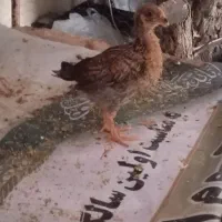 جوجه|حیوانات مزرعه|شوشتر, |دیوار