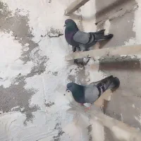 یه جفت سبز عتیقه|پرنده|نهاوند, |دیوار