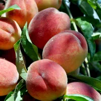 خرید نهال از معتبرترین مرکز تولید کننده