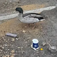 اردک نر پروازی