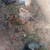 فروش بچه خرگوش وجوجه|موش و خرگوش|اراک, |دیوار