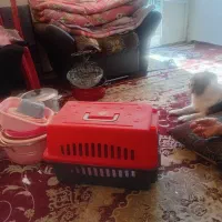 باکس مخصوص حمل حیوانات