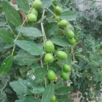 نهال عناب|گل و گیاه طبیعی|خسروشاه, |دیوار