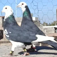 کبوترکرمان