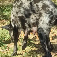 واگذاری سگ نگهبان وشکاری|سگ|بوکان, |دیوار