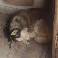سگ هاسکی
