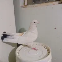 یه گل کبوتر هم تکی هم گلی