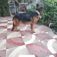 زرمن ماده صد در صد خالص|سگ|ماهدشت, |دیوار