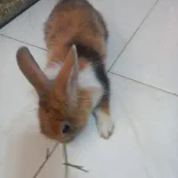 خرگوش سالم وقشنگ|موش و خرگوش|اصفهان, عطار نیشابوری|دیوار