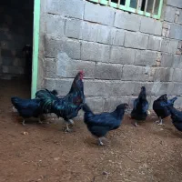 تخم مرغ بلک استار