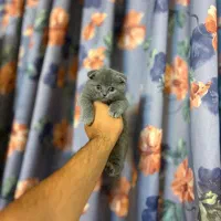 اسکاتیش بولو فوولد خالص