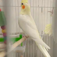 جفت عروس هلندی