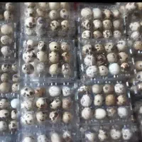 تخم  نطفه دار و خوراکی بلدرچین باسایز و کیفیت بالا