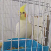 عروس هلندی