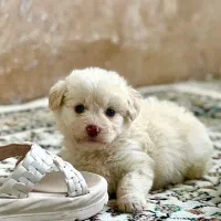 سگ پاکوتاه دو ماهه