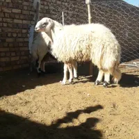 بره پلنگی بروجردی سفید