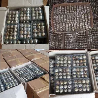 ویزیتور با ماشین برای پخش تخم