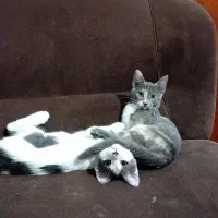 واگزاری رایگان