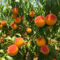 نهال بادام شاهرودی زودبارده، موجودی محدود فصل|خدمات باغبانی و درختکاری|سنندج, |دیوار