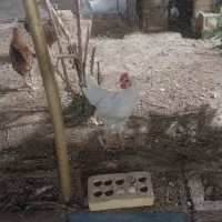 مرغ و خروس لری