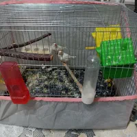 فروش پرنده فنج