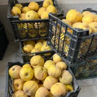 به محلی خوشرنگ و شیرین