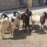 بزغاله نر فروشی|حیوانات مزرعه|هیرمند, |دیوار