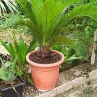 گیاه های زینتی مناسب باغچه و فضای سبز|گل و گیاه طبیعی|کیاشهر, |دیوار