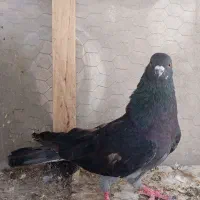 نر زره ای
