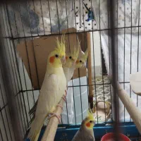 طوطی عروس|پرنده|ساوه, |دیوار