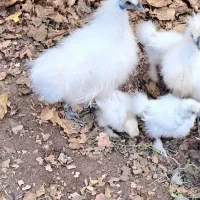 جوجه و تخم  بلدرچین مینیاتوری ایام سمانی ابریشمی|حیوانات مزرعه|یزد, |دیوار