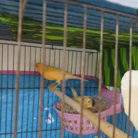 جفت قناری فروشی|پرنده|نطنز, |دیوار