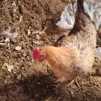 مرغ محلی تو پر|حیوانات مزرعه|نوشین شهر, |دیوار