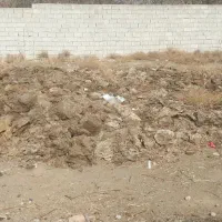 کودپهنگوسفند