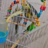 عروس هلندی|پرنده|مشهد, مقدم|دیوار