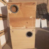 لانه عروس هلندی وبرزیلی