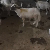 قوچ ورن سنجابی اصیل