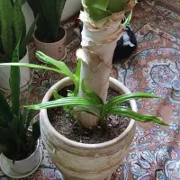 گل ذرتی|گل و گیاه طبیعی|کازرون, |دیوار