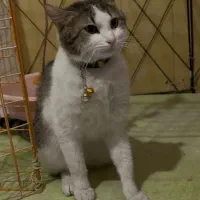 واگذاری پشمک خان