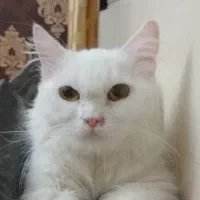 گربه پرشین ماده ۱۰ ماهه