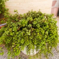 گلدان با گل سایز بزرگ