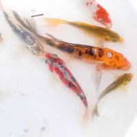 ماهی کوی|ماهی|اصفهان, بوستان کوهستانی صفه|دیوار