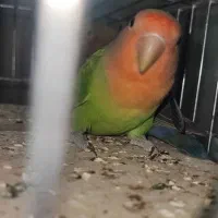 جفت طوطی برزیلی بازیگوش