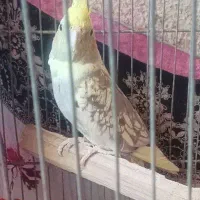 فروش عروس هلندی خورموج