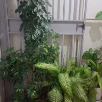 گل شاداب