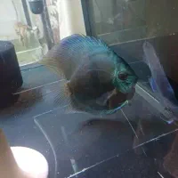 دیسکس جفت،مولد|ماهی|اسلام‌شهر, شهرک قائمیه|دیوار