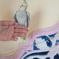 عروس هلندی و مرغ عشق