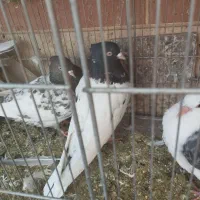 ماکت کفتر کفتر