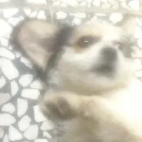 سگ شیتزو|سگ|شیراز, کوشک میدان|دیوار